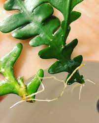 The most crucial consideration when it comes to choosing cactus soil is drainage. Fishbone Cactus How To Propagate Care For Ric Rac Cactus