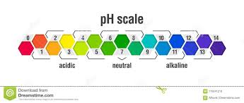 Ph Value Scale Chart Stock Vector Illustration Of Healthy