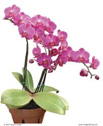 How can we help you? Success With Orchids Indoors Finegardening