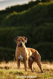 10 overlooked dog breeds that make for great family pets family dogs breeds dog breeds best dog breeds