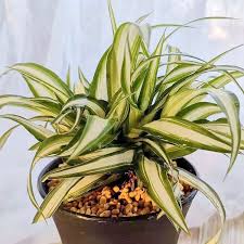 Image result for Chlorophytum lancifolium