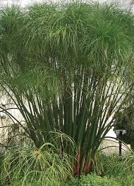 Graceful Grasses King Tut Egyptian Papyrus Cyperus Papyrus Landscaping Shrubs Pond Landscaping Dream Garden