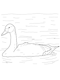 We have collected 34+ swan coloring page images of various designs for you to color. Swan Coloring Page Swan Are Birds Known As Aquatic Animals But Most Of Their Time Is Spent On Land Swan Can Be Ea Coloring Pages Animal Coloring Pages Color
