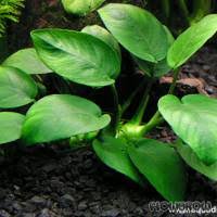 Image result for Syngonanthus robinsonii