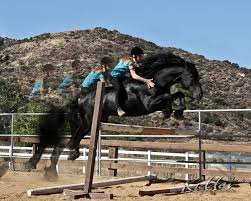 We did not find results for: Pin On Epona