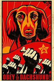 Obey The Dachshund Long Haired Dachshund Dachshund Your Dog