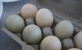 The american pekin duck is used primarily for egg and meat production. Everything You Need To Know About Duck Eggs Modern Farmer