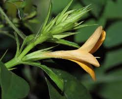 Image result for Barleria ameliae