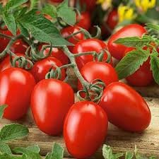 That small amount of time will make a big difference. Growing Roma Tomato Care And How To Grow Roma Tomatoes