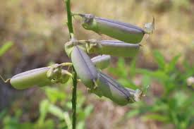 Image result for Crotalaria recta