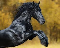 The Fairy Tale Friesian