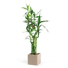 Lucky Bamboo Arrangement Spiral Heart Cube Arrangement From Easternleaf Com Lucky Bamboo Lucky Bamboo Plants Arrangement