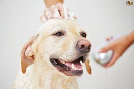 The french bulldog should be on the short list of breeds for anyone who lives without a vast tract of suburban backyard. How To Deal With Dandruff In The Dog Pets4homes