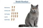 British Shorthair Cat Breed - Facts and Personality Traits ...