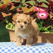 This breed is affectionate and very loving. Joy Jack A Poo Puppy For Sale In Pennsylvania