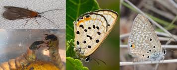 Preserving cultural heritage is the ultimate goal for most museum collection personnel. Lepidoptera Trichoptera Zfmk Zoological Research Museum Alexander Koenig