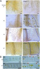 As micronutrient, a minimal amount of cu is needed to ensure cellular functions. Clumped Chloroplasts 1 Is Required For Plastid Separation In Arabidopsis Pnas