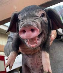 Local farrier for pig hoof and tusk trimming in Ellerbe