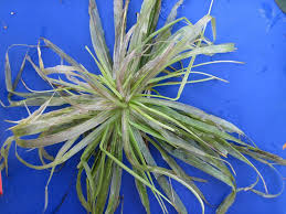 Image result for Blyxa aubertii