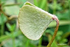 Image result for Mostuea hirsuta