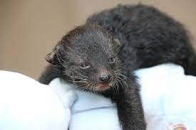 It premiered on october 13, 2019, and is the thirteenth episode in the third season. Binturong Zooborns