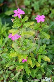 Original hydrangea plant with pink and blue flowers: Madagascar Periwinkle Or Catharanthus Roseus Or Rose Periwinkle Or Rosy Periwinkle Plant Growing In Local Garden With Mult Periwinkle Plant Pink Flowers Plants