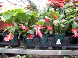 Place the callus at the broken end, and root in an open growing medium along with the. Christmas Cactus Gardening After Five