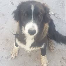 It is important to introduce her properly to other dogs while on a leash until she learns her place. Ollie Medium Male Border Collie X German Shepherd Mix Dog In Qld Petrescue