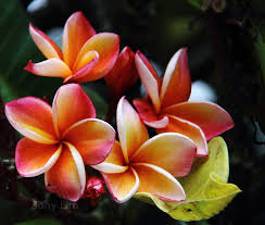 Nature Thailand Flowers Travel To Thailand Frangipani Flowers Nature Tattoos