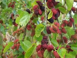 Image result for Morus indica