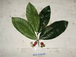 Image result for Gnidia chapmanii