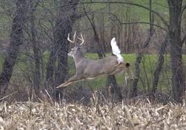 Deer Are Plentiful This Hunting Season Toledo Blade