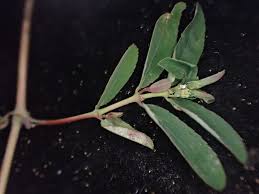 Image result for Euphorbia inaequilatera