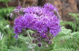 Image result for Vernonia hirsuta