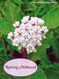 Find Milkweed Plants And Milkweed Seeds For Monarchs 25 Milkweed Plant Milkweed Flower Butterfly Plants