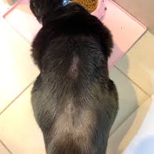 They may be neat and well groomed. Uzivatel Lorien Gugich Na Twitteru My Poor Pixie Has A Bad Skin Allergy I Suspect It S Miliary Dermatitis Gave Her A Flea Treatment That Helps With This Fingers Crossed Her