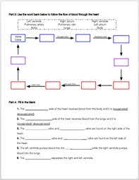 Cardiovascular System Review Worksheet By Biology With Brynn And Jack