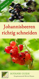 Johannisbeeren Richtig Schneiden Straucher Und Hochstamm Straucher Garten Garten Anpflanzen Tomaten Zuchten