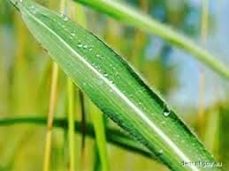 Image result for Andropogon gayanus