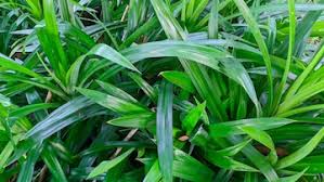 Image result for Pandanaceae
