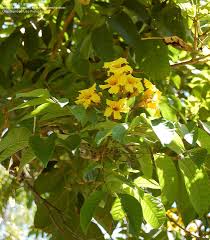 Image result for Markhamia lutea