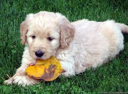 Meet these incredibly precious goldendoodle puppies! Adorable F1 Goldendoodle Puppies Price 600 For Sale In Granger Indiana Best Pets Online