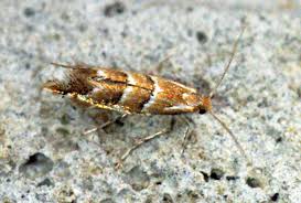 Image result for Otiophora caerulea