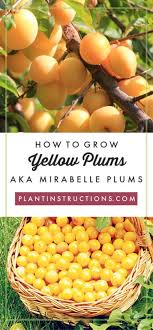 Syriaca), is a cultivar group of plum trees of the genus prunus. How To Grow Yellow Plums Aka Mirabelle Plums Plant Instructions
