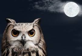 Chronotypes Are You An Early Bird Or A Night Owl Mark S Daily Apple Owl Beautiful Owl Animals
