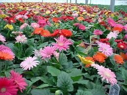 Gerbera Daisy Home Garden Information Center