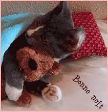 boa noite bonne nuit chat calin ourson ours en peluche Image, GIF animé