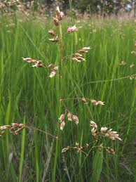 Image result for Anthoxanthum