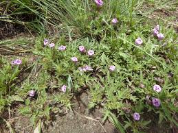 Image result for Ipomoea oenotherae