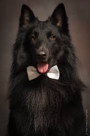 dog portrait by paul croes belgian shepherd belgian shepherd groenendael belgian sheepdog